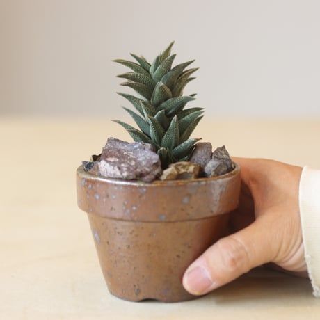 Haworthia 銀沙城錦 ×YAMABACHI var. 六本芽   no.214-23