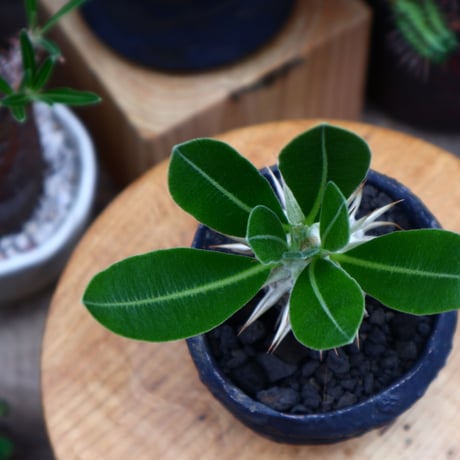 パキポディウム  エブレネウム  実生／Pachypodium eburneum   no.51645