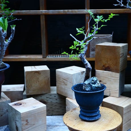 コミフォラ モンストローサ   Commiphora monstrosa   no.81538