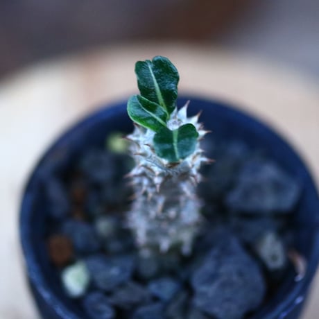 パキポディウム タッキー／Pachypodium'Tackyi'     no.120561