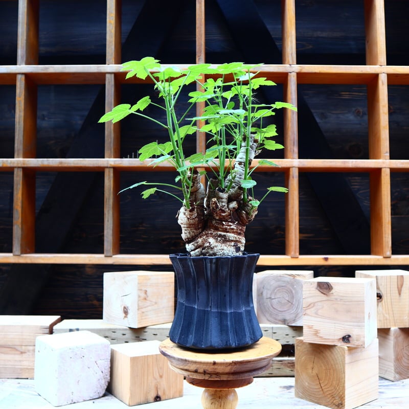 受付終了】ヤトロファ スピカータ 観葉植物 塊根植物 多肉植物