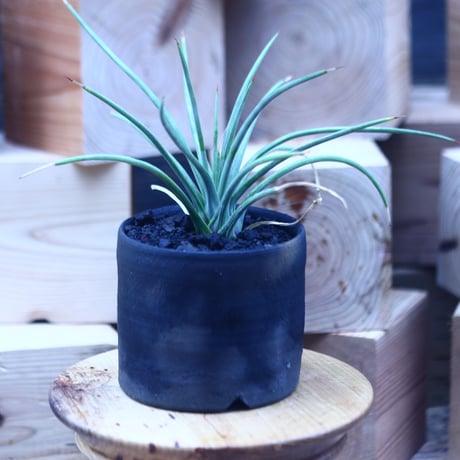 アガベ  ストリクタ  ナナ　Agave stricta 'Nana'　 no.31402