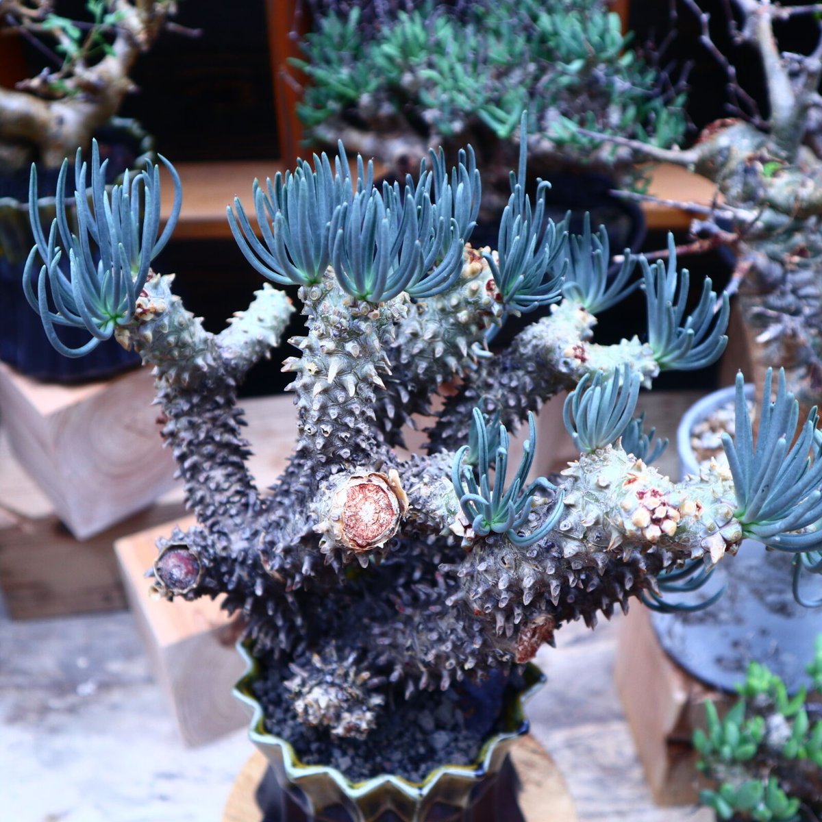 チレコドン ワリチー／Tylecodon wallichii no.53029 | 芽の巣山