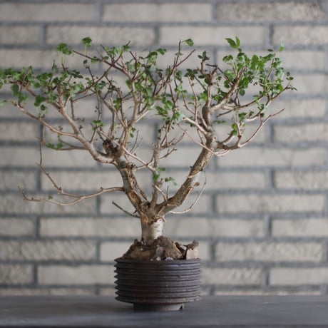Bursera fagaroides × PEMONE (4.5号)  no.823-1.5