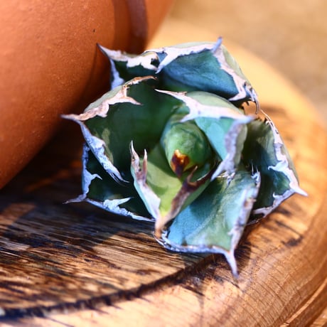 'ハルコイ´セット (N/OH × Agave titanota "FO-076)  no.30364