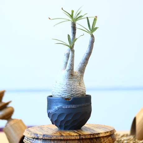 N/OH × Pachypodium  gracilius    no.61836