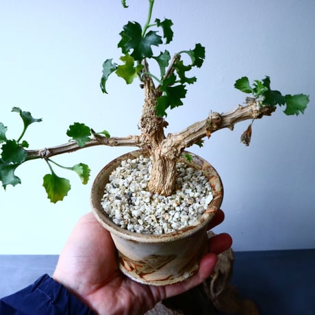 コラロカルプス    グロメルリフロルス  Corallocarpus glomeruliflorus   No.048