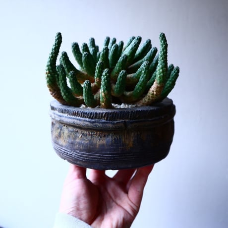 ユーフォルビア エスクレンタ  Euphorbia esculenta   no.20306