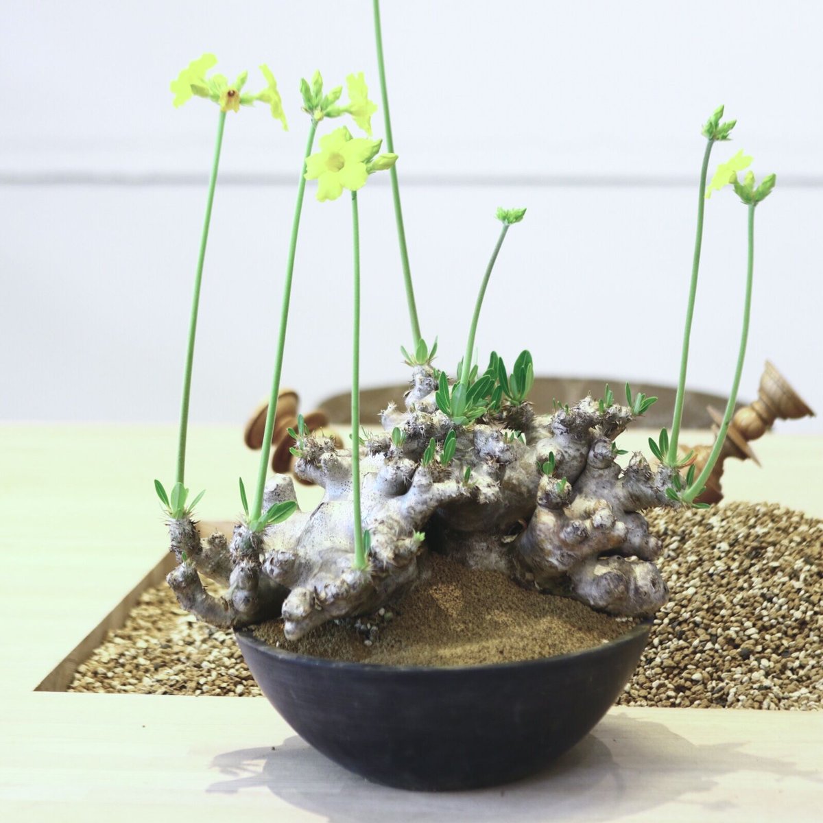 大株 パキポディウム パキポディウム ブレビカリックス / Pachypodium densiflorum var.