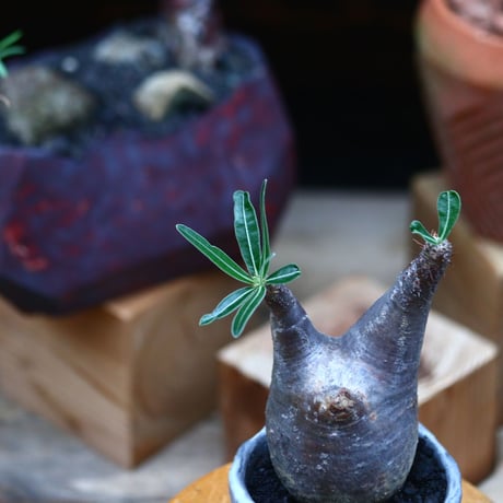 パキポディウム  グラキリス ／Pachypodium  gracilius     no.101031
