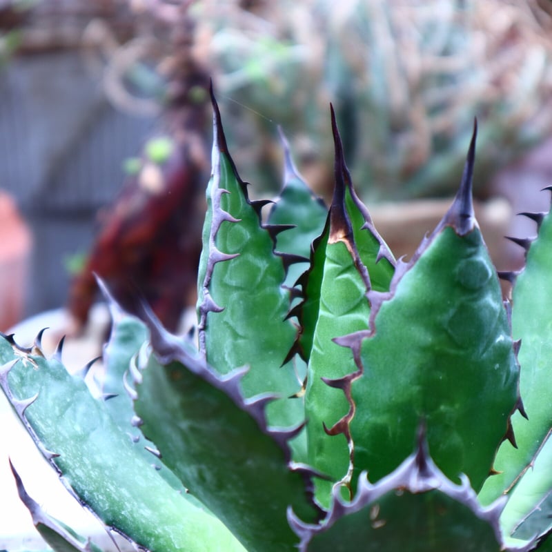 アガベ　ホリダ アガベ ホリダ Agave horrida no.42512 | 芽の巣山