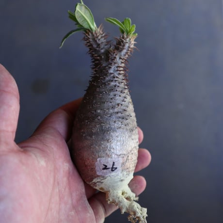 パキポディウム グラキリス 抜苗  Pachypodium rosulatum var. gracilius no.100626