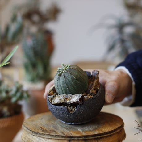 Euphorbia obesa  × takero pot (3号)  no.104/22
