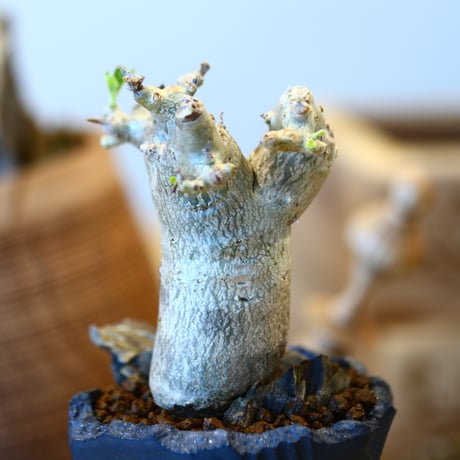 Pterodiscus makatiniensis × N/OH   no.12128