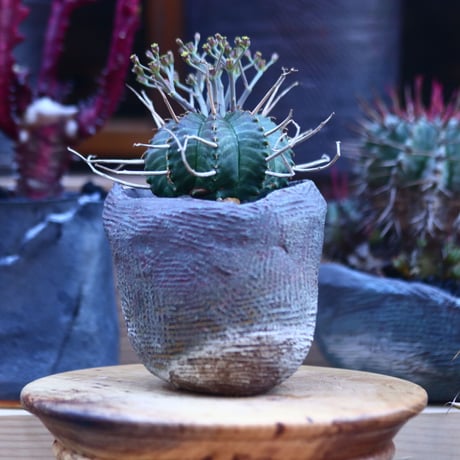 ユーフォルビア  バリダ    Euphorbia valida     no.32117