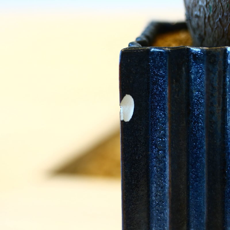 プセウドボンバックス エリプティクム / Pseudobombax