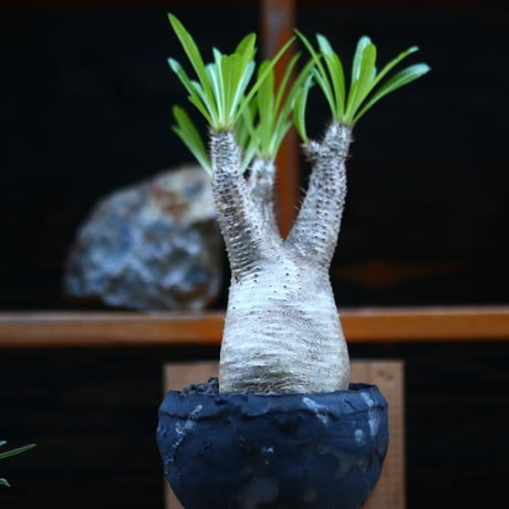 パキポディウム  イノピナツム／Pachypodium Inopinatum   no.12346