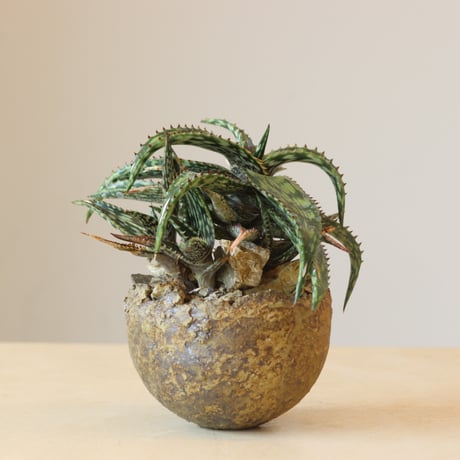 aloe | STORES
