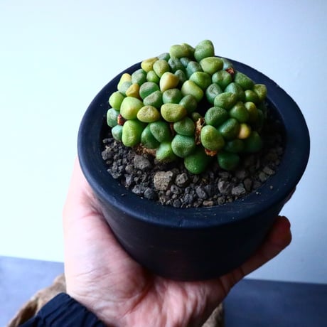 アロイノプシス  スクーネーシー   Aloinopsis schooneesii   No.007