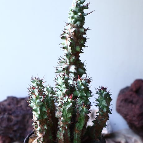 ユーフォルビア   ホリダ モンスト    Euphorbia horrida f. monstruosa   no.008