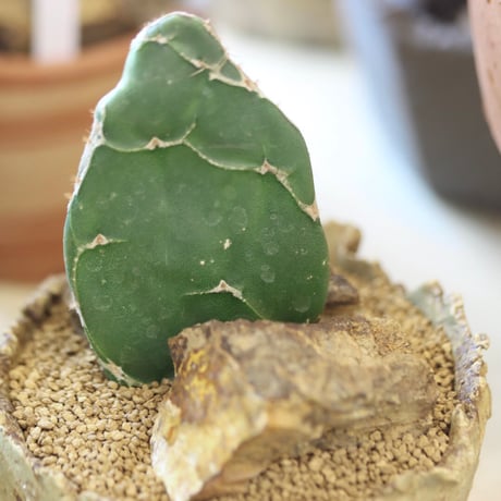 Opuntia zebrina f. reticulata (亀甲団扇) × たけろうポット   no.112-26