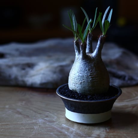 パキポディウム グラキリス   Pachypodium rosulatum var. gracilius no.705-14