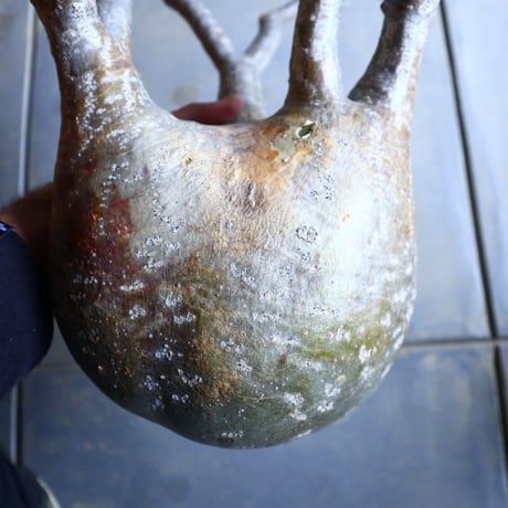 パキポディウム グラキリス   Pachypodium rosulatum var. gracilius no.110342