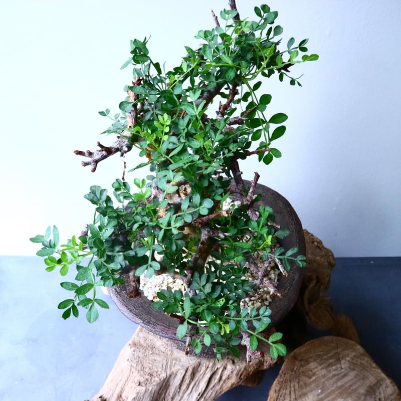 コミフォラ ピンネイト リーブス pinnate leaves No.051 | 芽の巣山