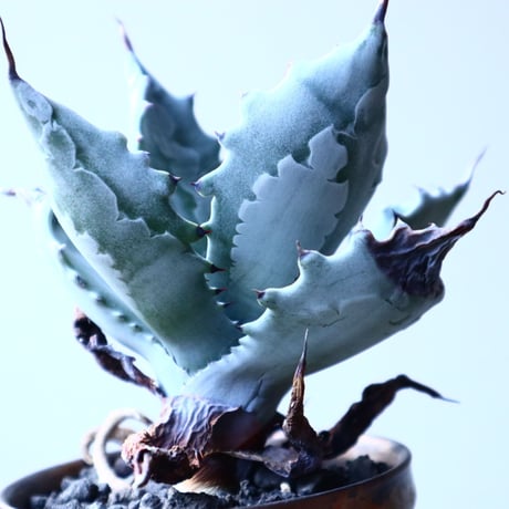 アガベ  白岳殿  Agave colorata 'Hakugakuden'       no.121518