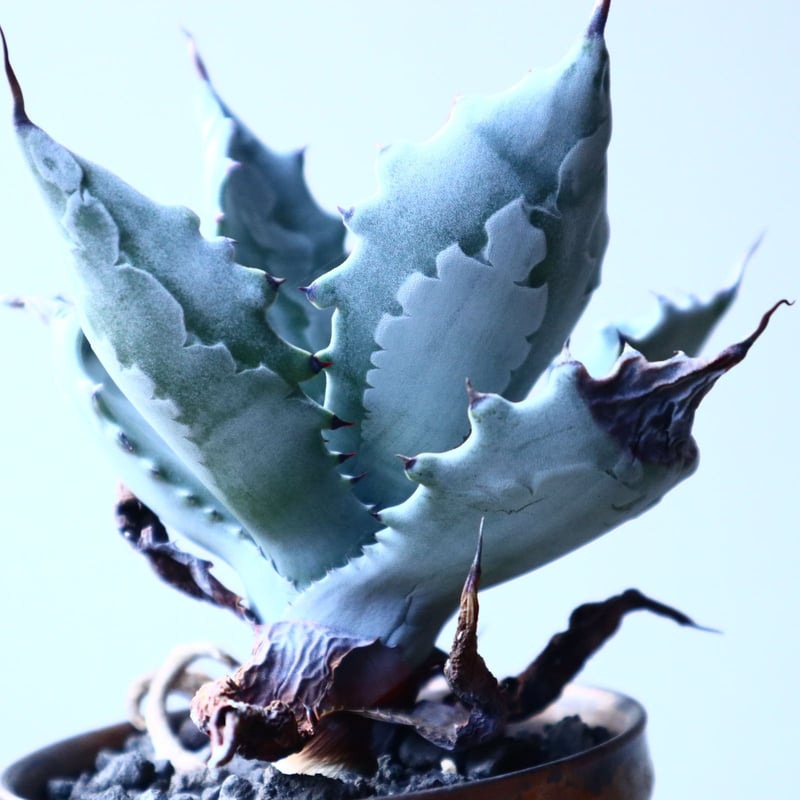アガベ 白岳殿 Agave colorata 'Hakugakuden' no