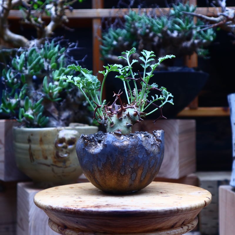 ペラルゴニウム クリズミフォリウム／Pelargonium crithmifolium