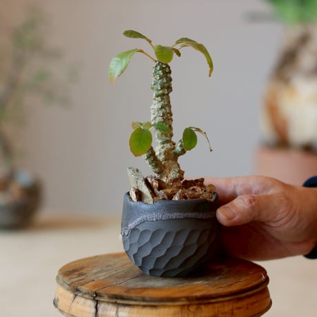 Dorstenia foetida × N/OH (2.5号)  no.1214/8