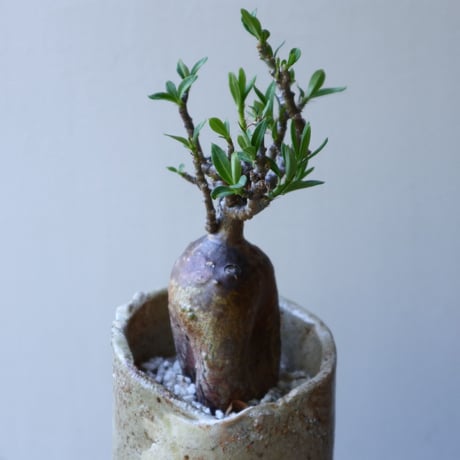 パキポディウム ビスピノーサム    Pachypodium bispinosum   no.51933