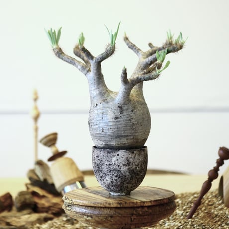 パキポディウム  グラキリス / Pachypodium  gracilius   no.52102