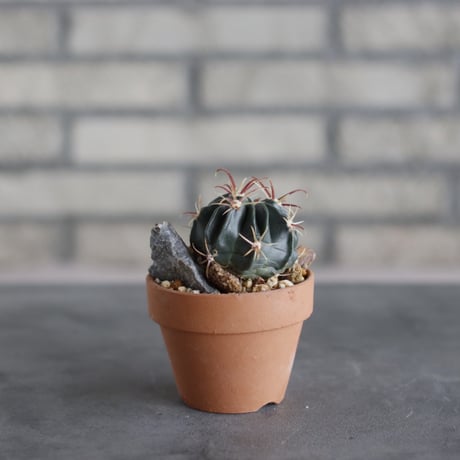 Ferocactus latispinus × N/OH (3号鉢)  no.510/47