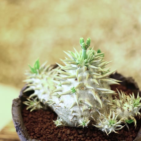 パキポディウム  恵比寿大黒 / Pachypodium  Densicaule    no.52116