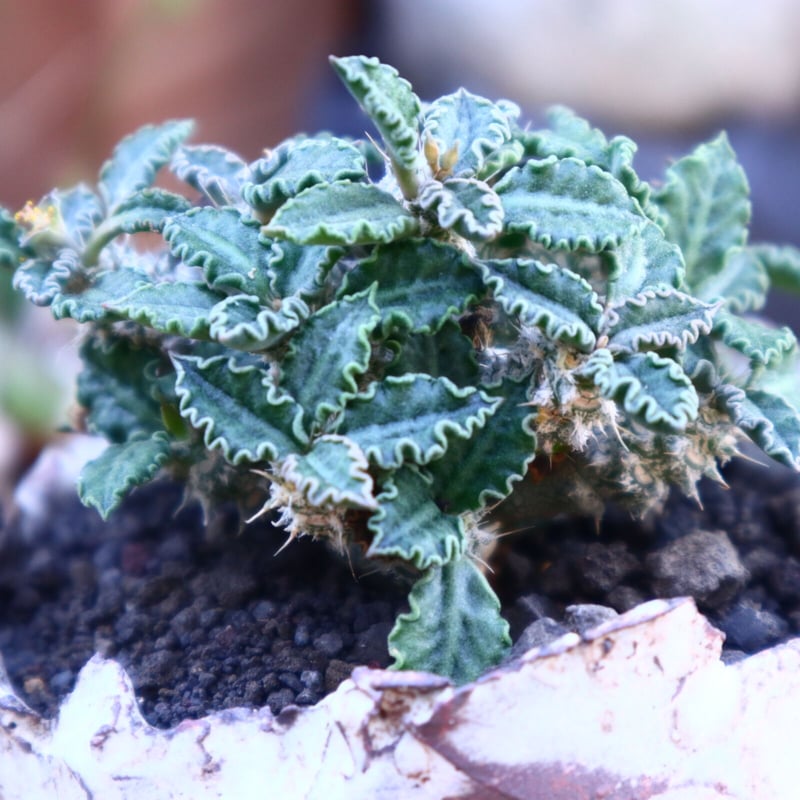 ユーフォルビア トゥレアレンシス／Euphorbia tulearensis no.