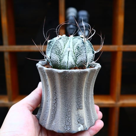 アストロフィツム 白瑞鳳玉／Astrophytum capricorne var. niveum　no.60590