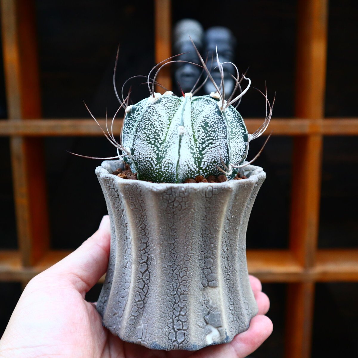 アストロフィツム 白瑞鳳玉／Astrophytum capricorne var. niveu...