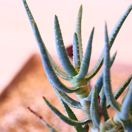 アロエ ラモシシマ / Aloe ramosissima     no.50726