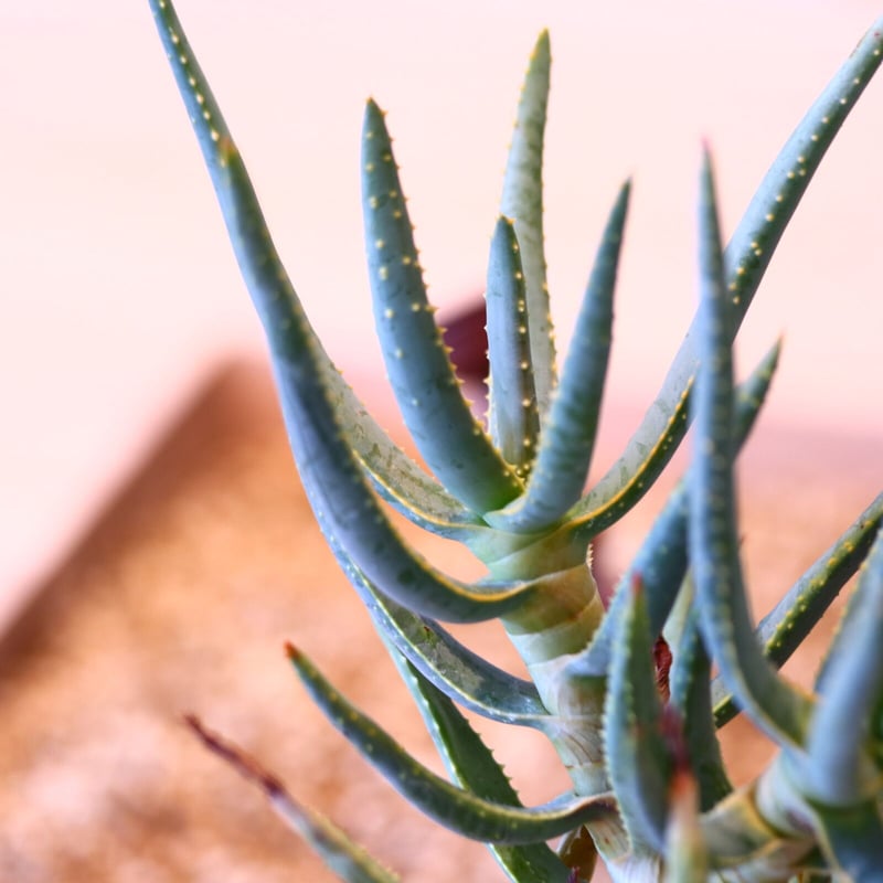 アロエ ラモシシマ / Aloe ramosissima no.50726 | 芽の巣山