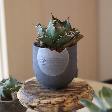 agave titanota caesar × N/OH  no.90120