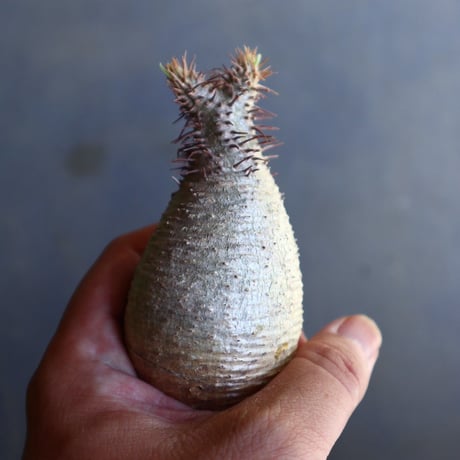 パキポディウム グラキリス 抜苗  Pachypodium rosulatum var. gracilius no.100624