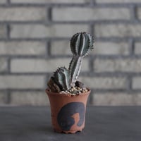 Euphorbia polygona × N/OH (2.5号)  no.614/19