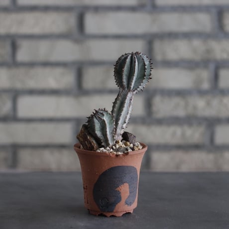 Euphorbia polygona × N/OH (2.5号)  no.614/19