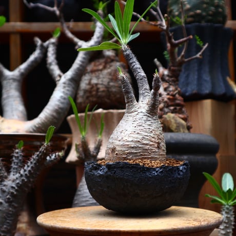 パキポディウム  グラキリス／Pachypodium  gracilius    no.71023