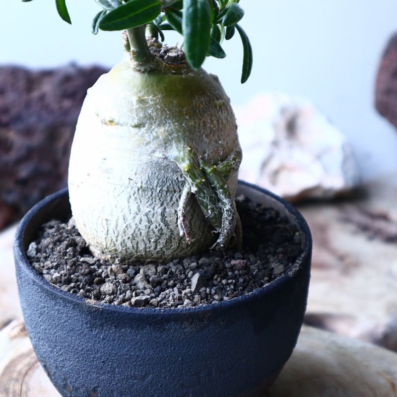 パキポディウム サキュレンタム Pachypodium Succulentum no