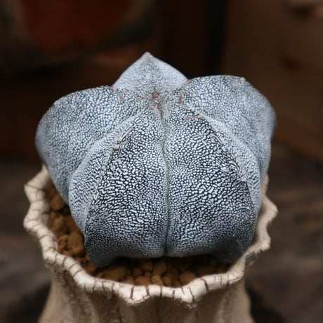 アストロフィツム  恩塚ランポー玉 ／Astrophytum myriostigma cv.　no.92509