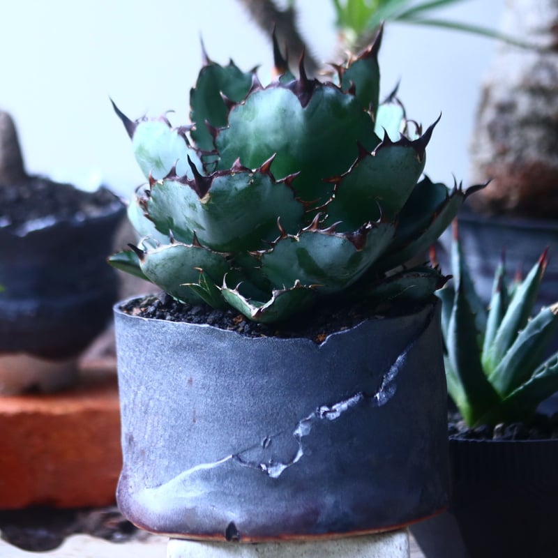 アガベ チタノタ ブラック＆ブルー Agave titanota black&bule n