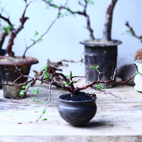 コミフォラ モンストローサ   Commiphora monstrosa   no.92720